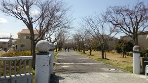 フレスコタウンちはら台周辺の桜並木の遊歩道